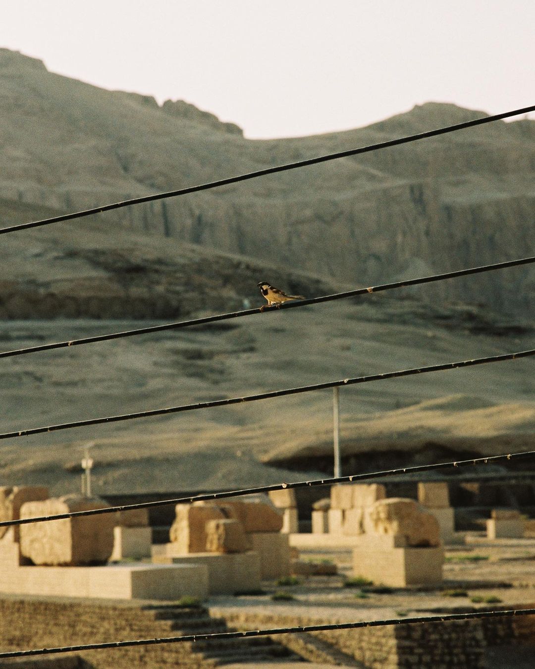 A small brown bird sits on a power line, perched against a backdrop of a large, rocky mountain and ancient stone ruins.