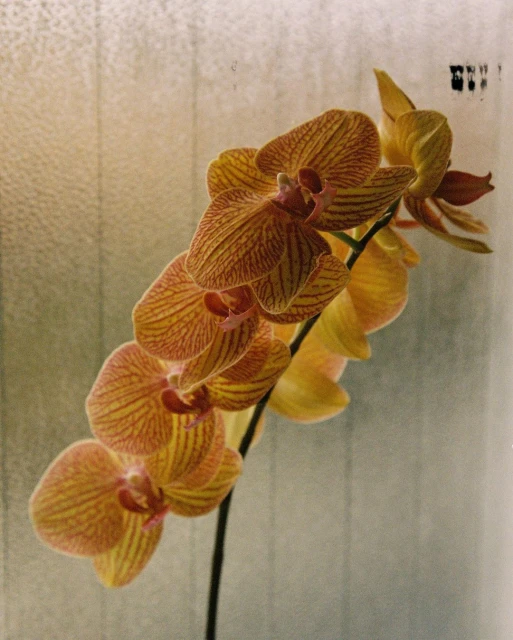 Striking close-up of a moth orchid featuring striped orange and yellow petals and a dark stem against a textured background.