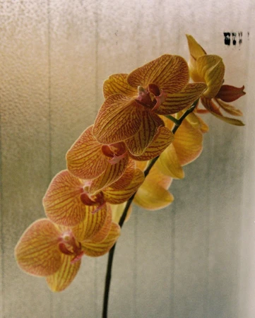 Striking close-up of a moth orchid featuring striped orange and yellow petals and a dark stem against a textured background.