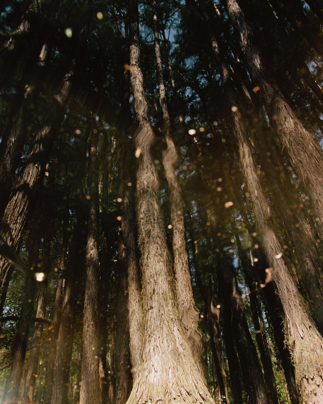 Abstract image of tall trees with hanging foliage, shot from a low angle looking upward, creating a natural forest canopy.