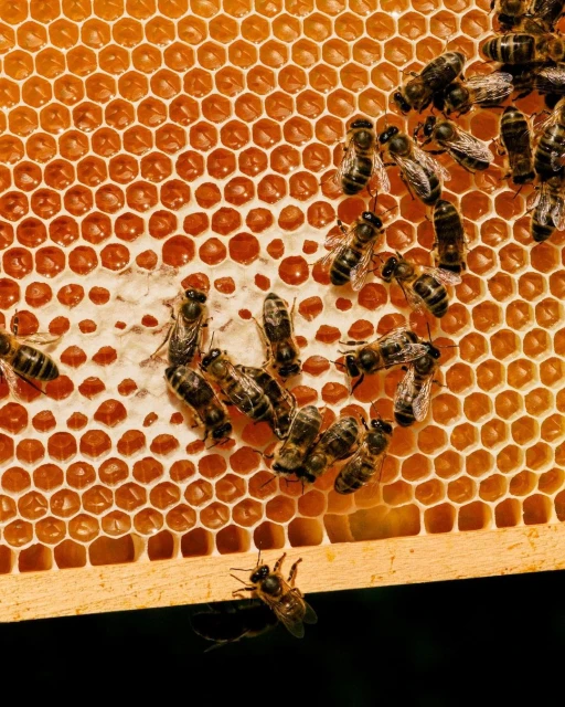 Close-up of honeybees on a honeycomb, showcasing their intricate work in nature's design, highlighted by golden hues and precise hexagonal cells.