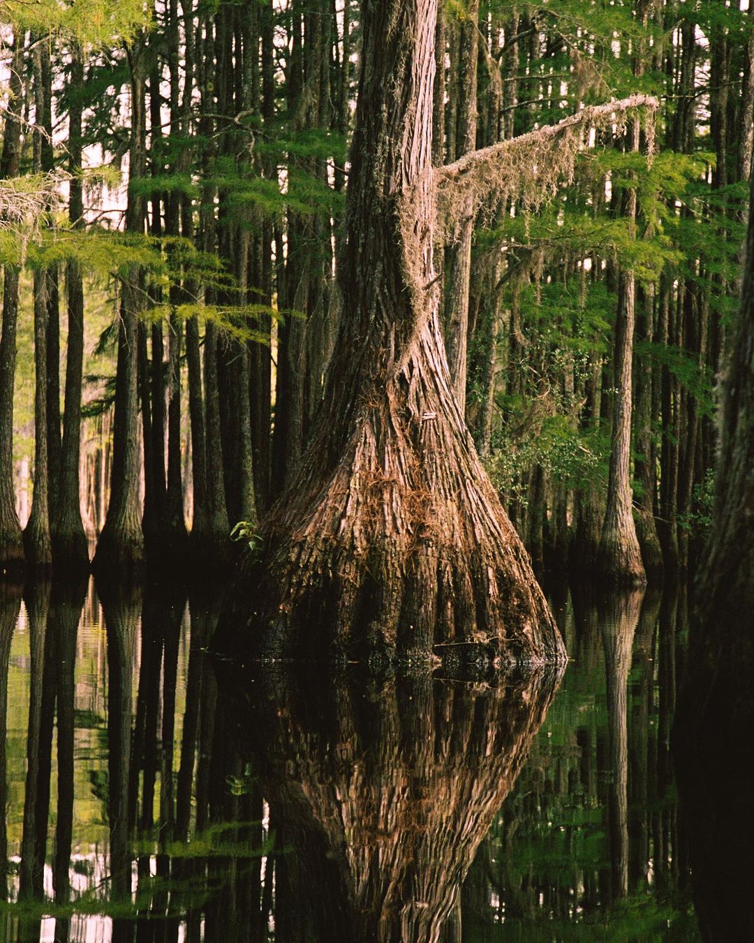 Still water reflects tall trees in a swampy, wooded wetland. The trunk and base of a large cypress tree fill the foreground.