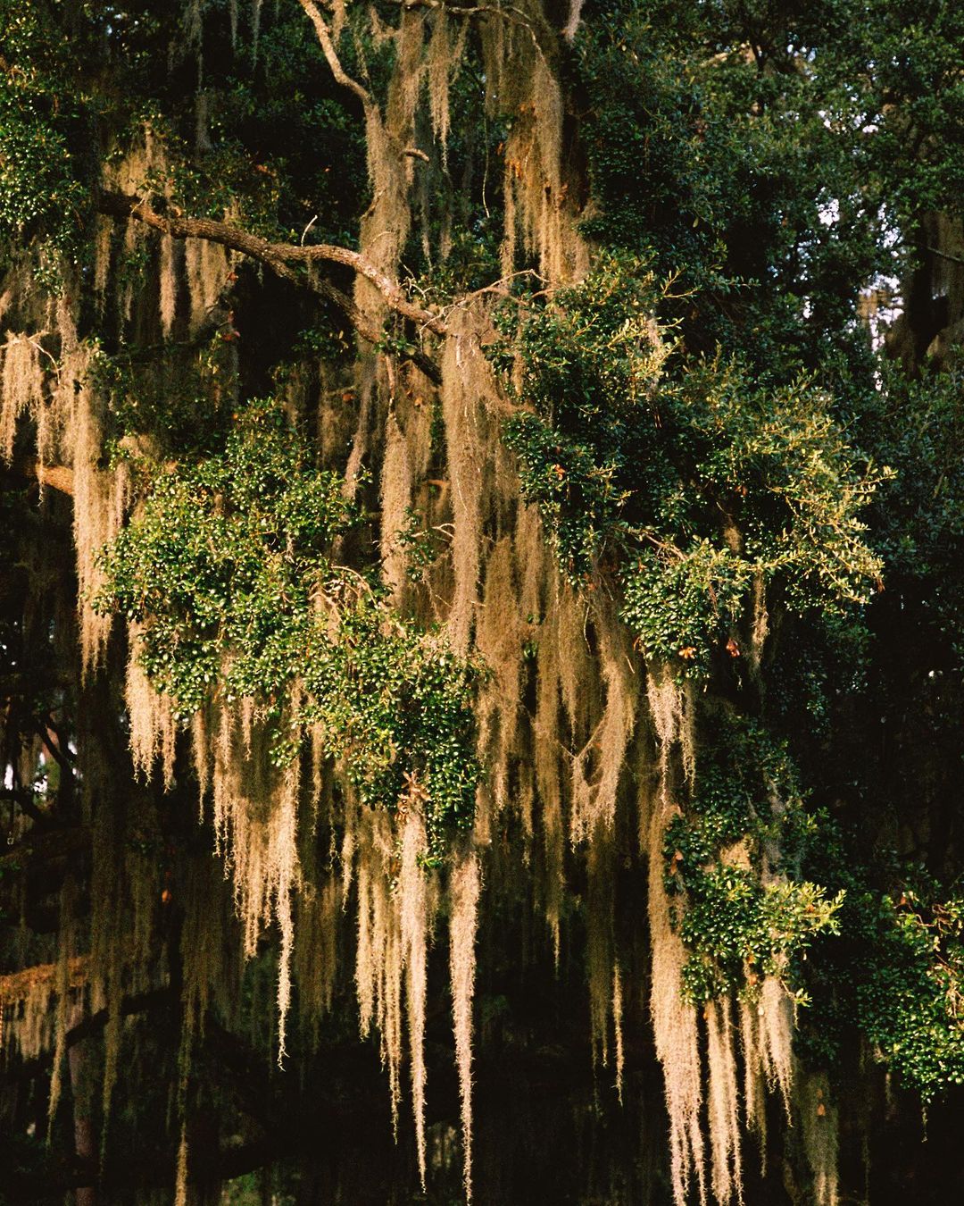 Sunlit Spanish moss hangs from the branches of a tree. The moss is light colored, almost white, and drapes down from the tree.