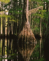 Tall cypress tree with a wide fluted base rising from dark water, reflecting clearly in a flooded forest landscape.