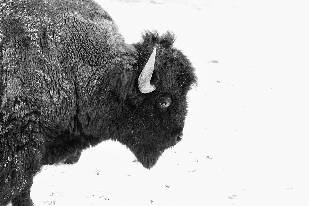 Monochrome portrait of a bison with prominent horn against a bright, snowy background, showcasing texture and wild animal details.