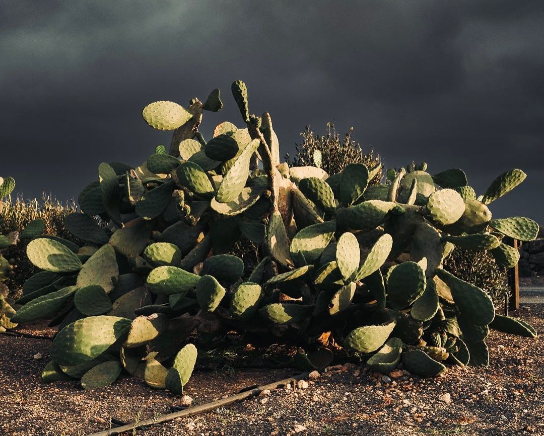 Low-angle shot of a large prickly pear cactus plant on gravelly soil under an overcast sky, with muted colors creating a serene desert landscape.