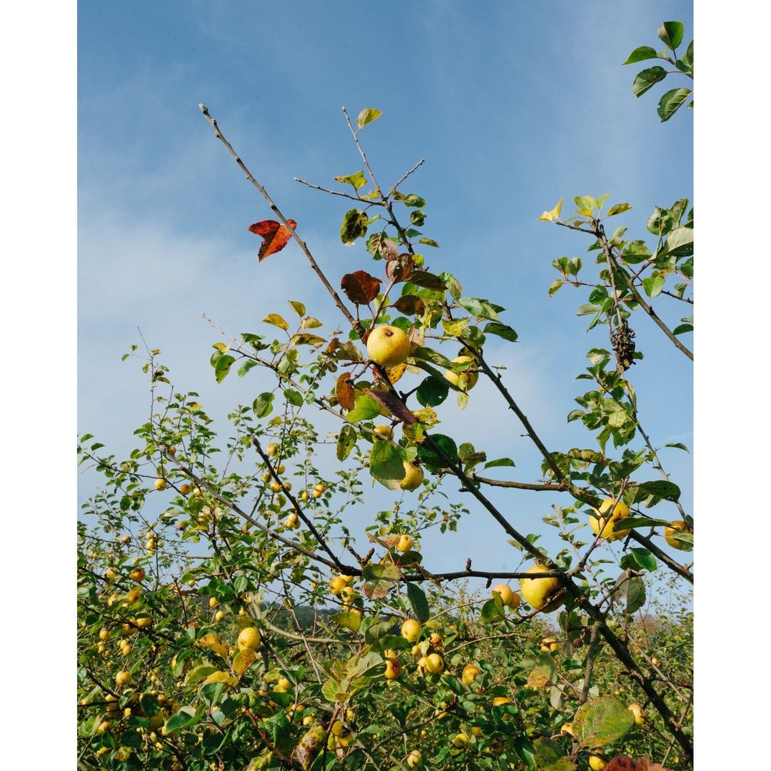 Golden apples hang from a tree with green and autumn-colored leaves against a blue sky. The branches are thin and dark.