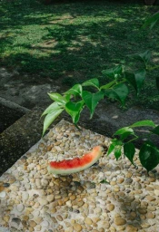 A bitten slice of watermelon resting on a decorative pebble stone surface outdoors near green foliage