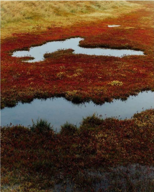 Alex F Webb