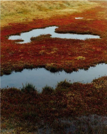 Alex F Webb