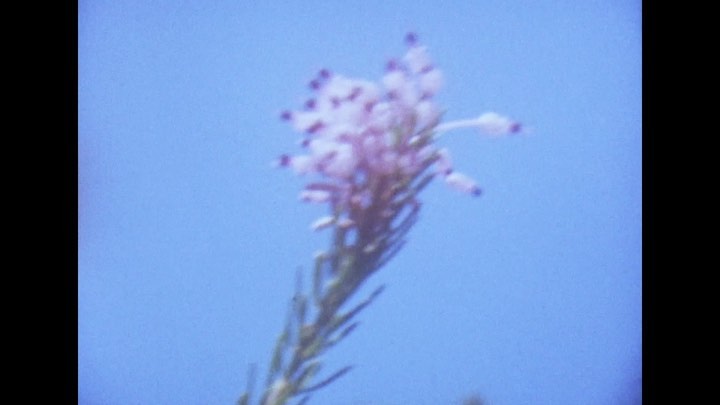 Close-up of a delicate purple flower with needle-like green foliage against a clear blue sky in natural light, creating a serene floral scene.