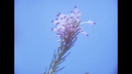 Close-up shot of a small flowering plant stem against a clear blue sky backdrop