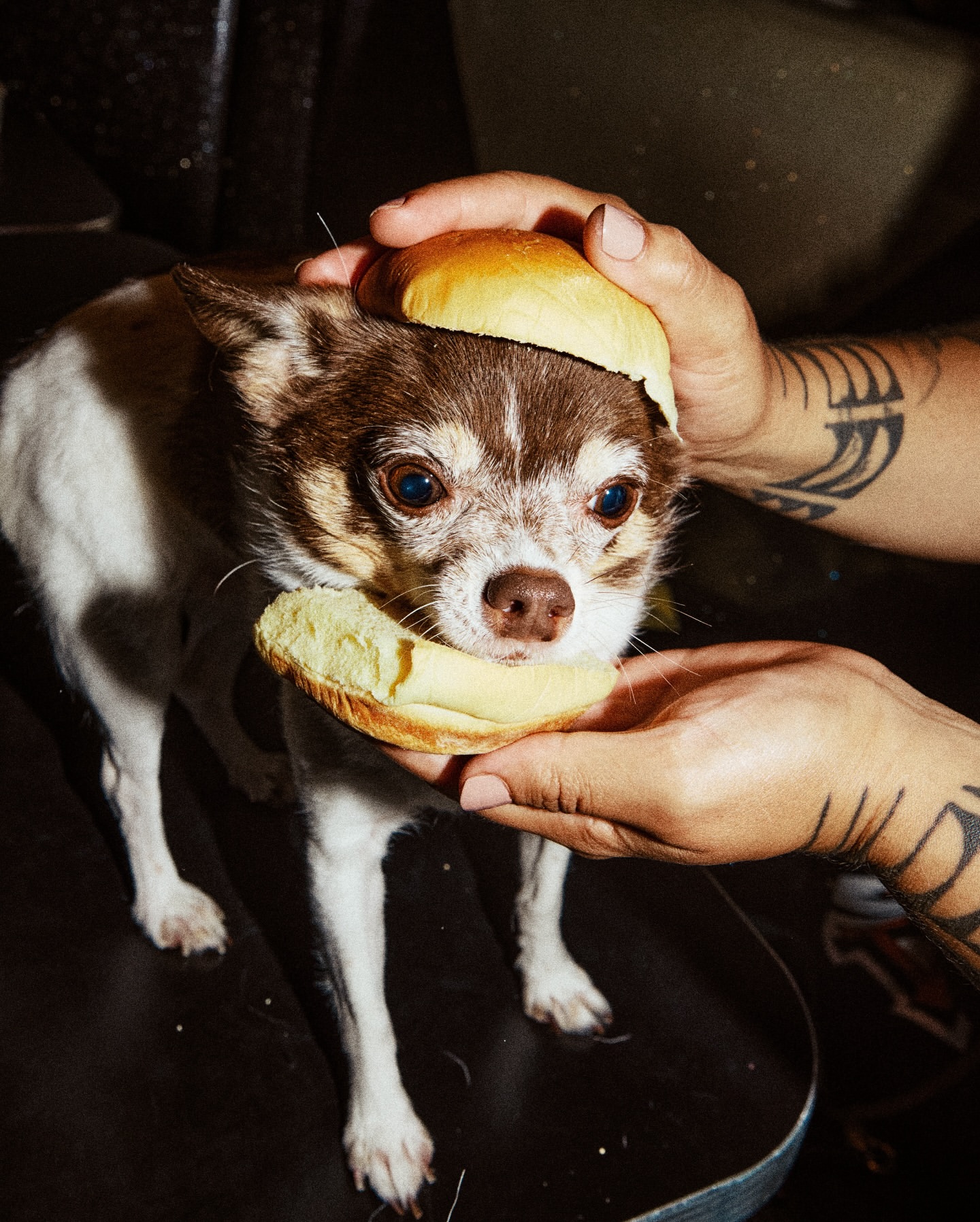 Small chihuahua stands with a hamburger bun on its head and another bun held beneath its chin by tattooed hands against a dark background.