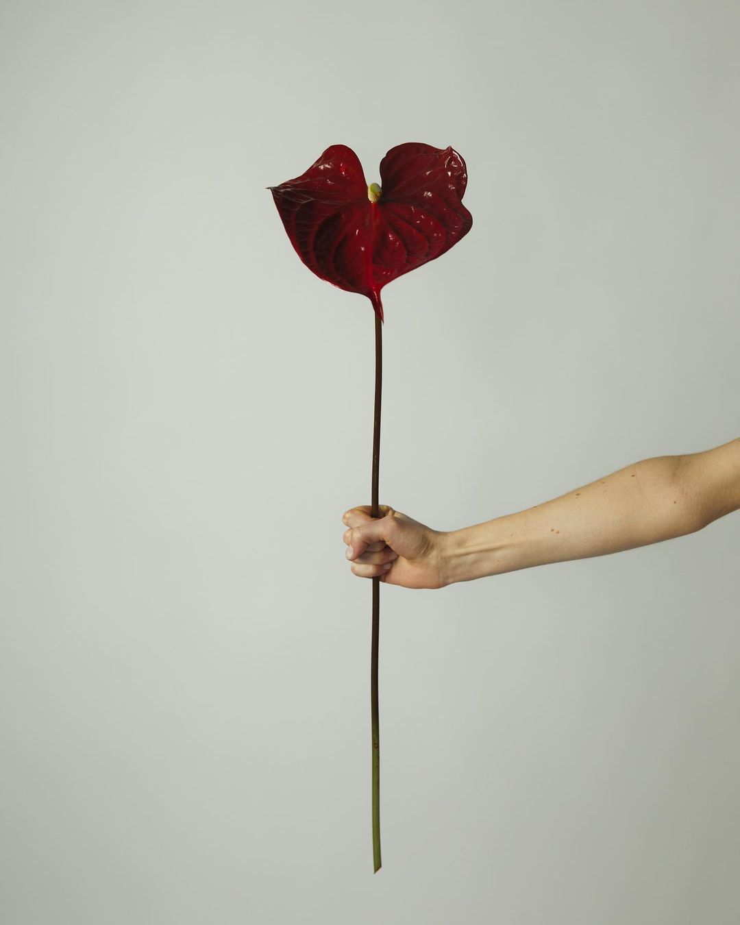 Close-up of a hand holding a dark red Anthurium flower against a neutral gray background, highlighting the flower's texture and color.