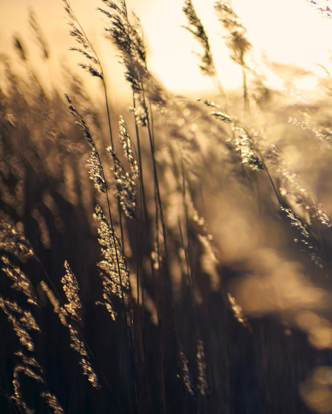 Close-up of sunlit field grass featuring warm, golden tones. Blades are silhouetted in the light, creating an abstract nature scene.