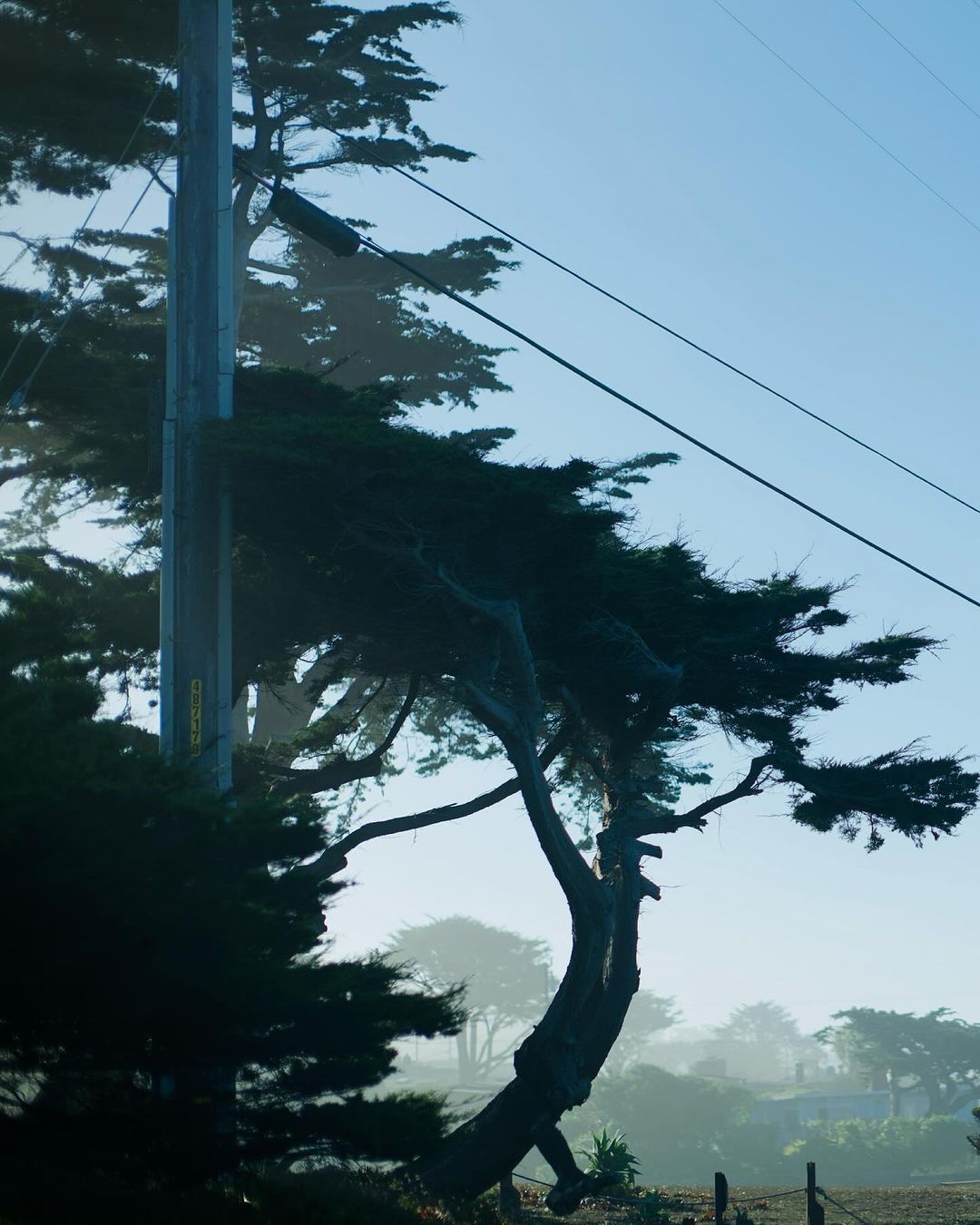 Coastal trees and an electrical pole stand against a blue sky in a serene, slightly foggy, outdoor landscape setting.
