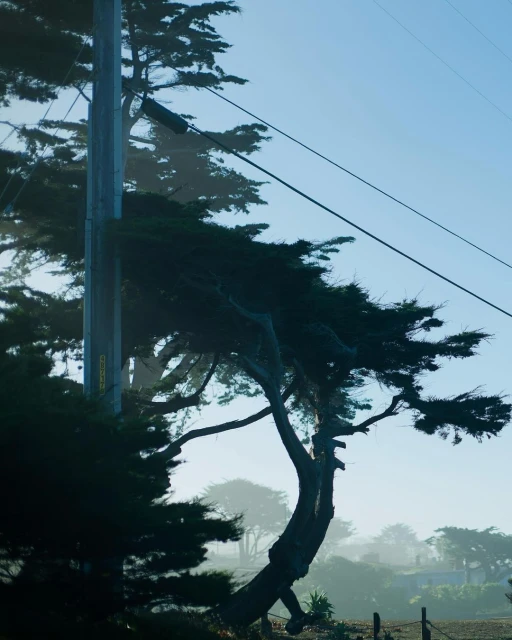 Coastal trees and an electrical pole stand against a blue sky in a serene, slightly foggy, outdoor landscape setting.