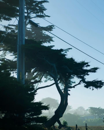 Coastal trees and an electrical pole stand against a blue sky in a serene, slightly foggy, outdoor landscape setting.