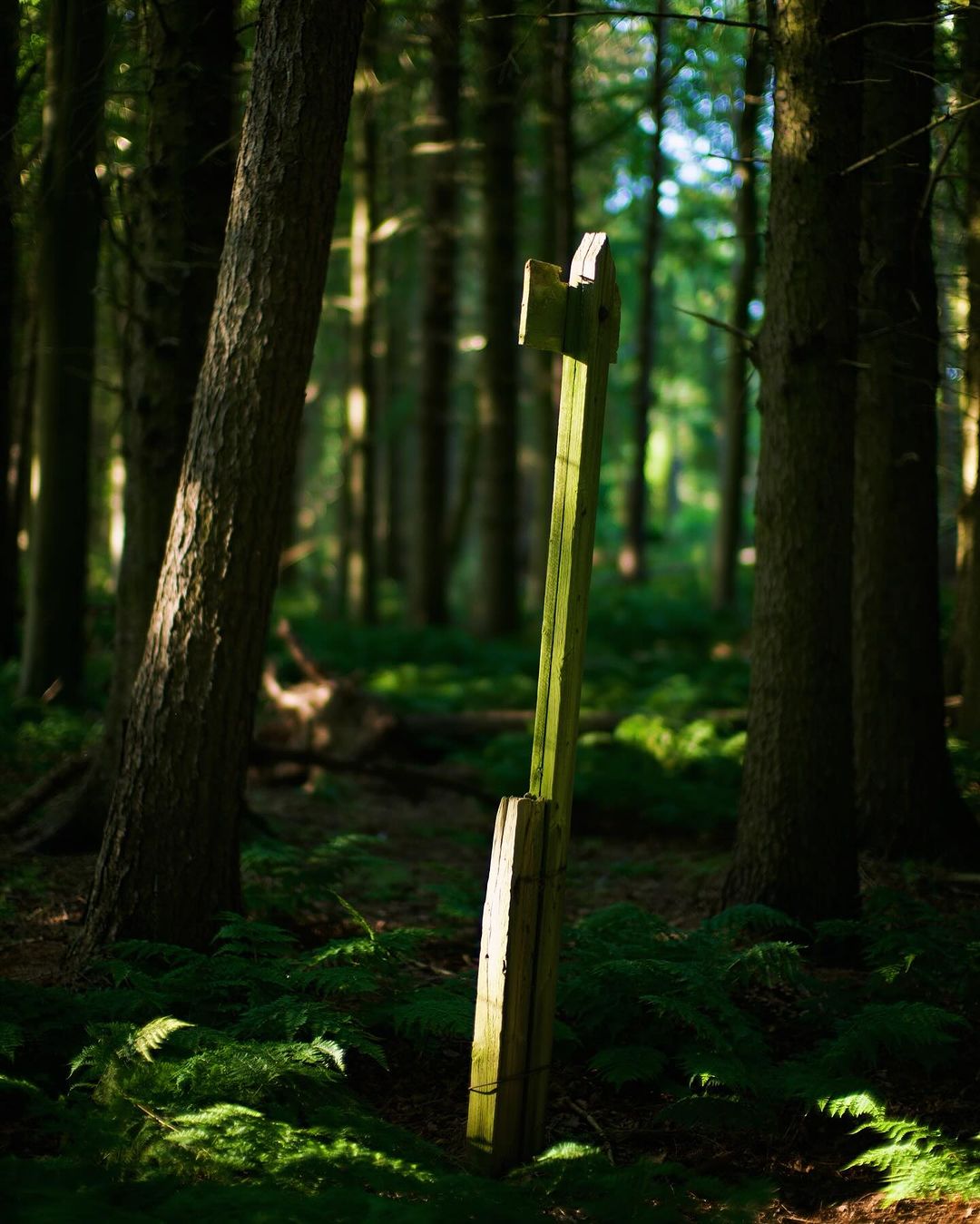 Wooden post stands amidst ferns in a dense, green forest, surrounded by tall trees under dappled sunlight.