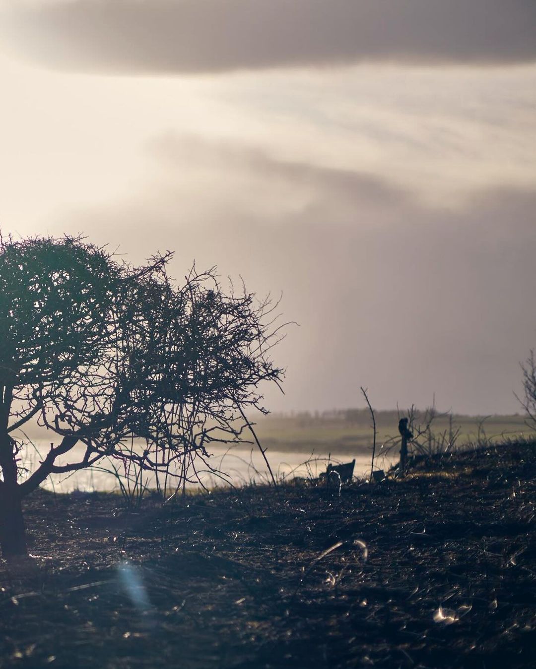 Silhouetted bare tree on a mound of dark earth under a cloudy sky on the horizon, creating a moody outdoor landscape.