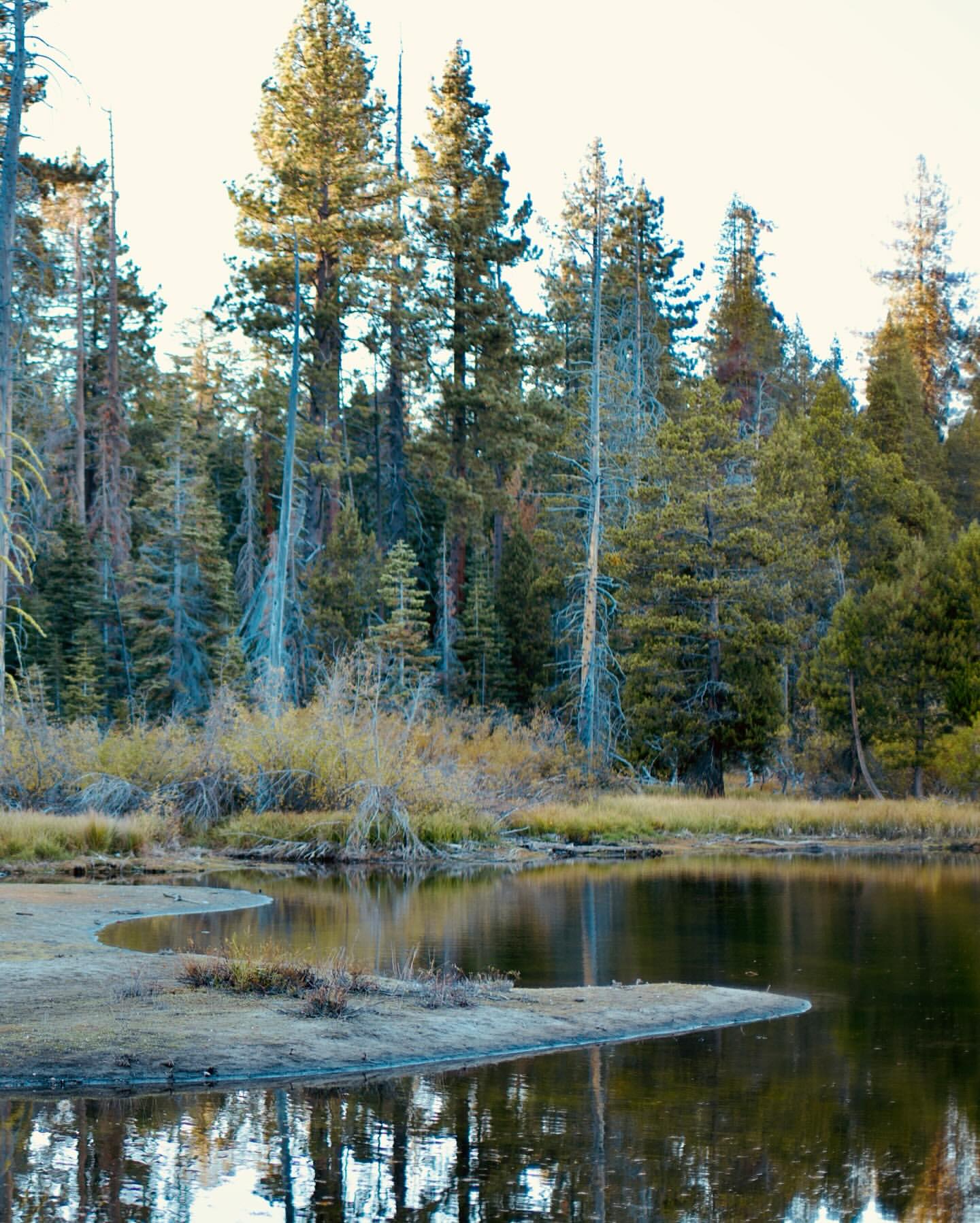 A serene landscape featuring a calm lake reflecting tall trees under a soft sky, creating a tranquil natural scene with lush forest backdrop.