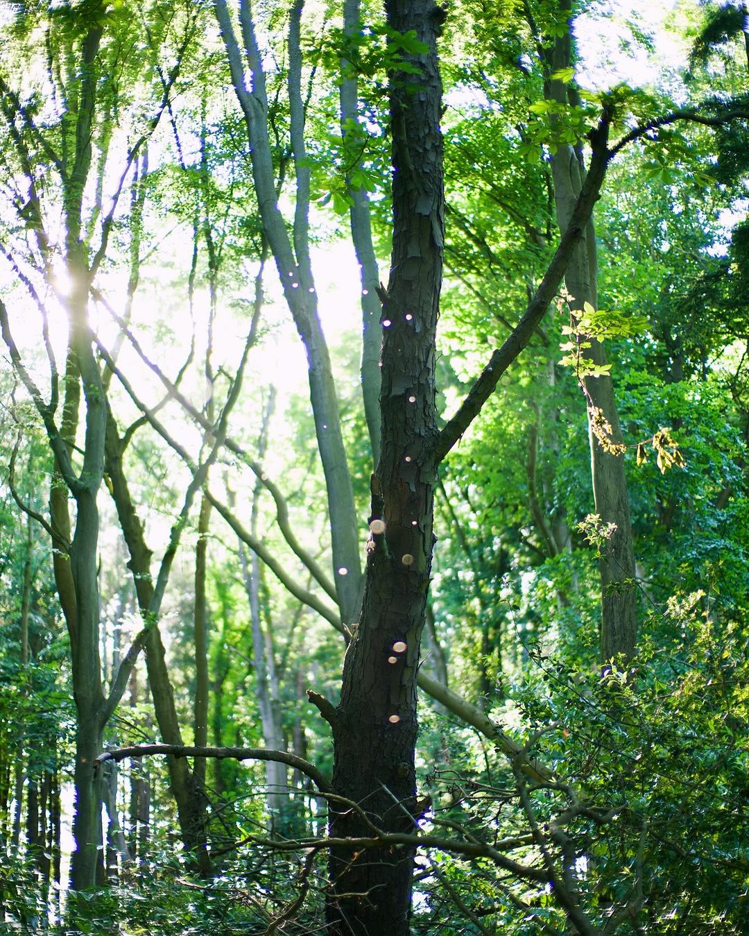 Sunlight filters through the trees in a forest, highlighting mushrooms growing on a tree trunk in a natural, wooded environment.