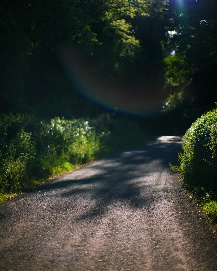 An asphalt road curving through a dense green forest with dappled sunlight and an overhead lens flare.