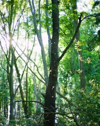 Vertical forest photograph featuring a dark tree trunk surrounded by lush green foliage and sunlit branches.