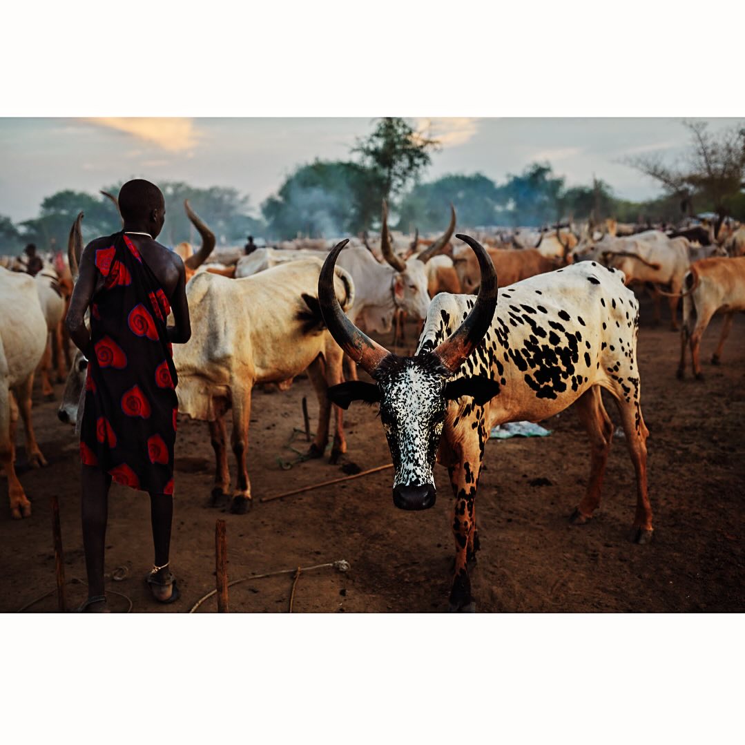 Cattle herd with distinctive horned Ankole-Watusi breed in a dry, rural setting, near a man dressed in traditional African attire.