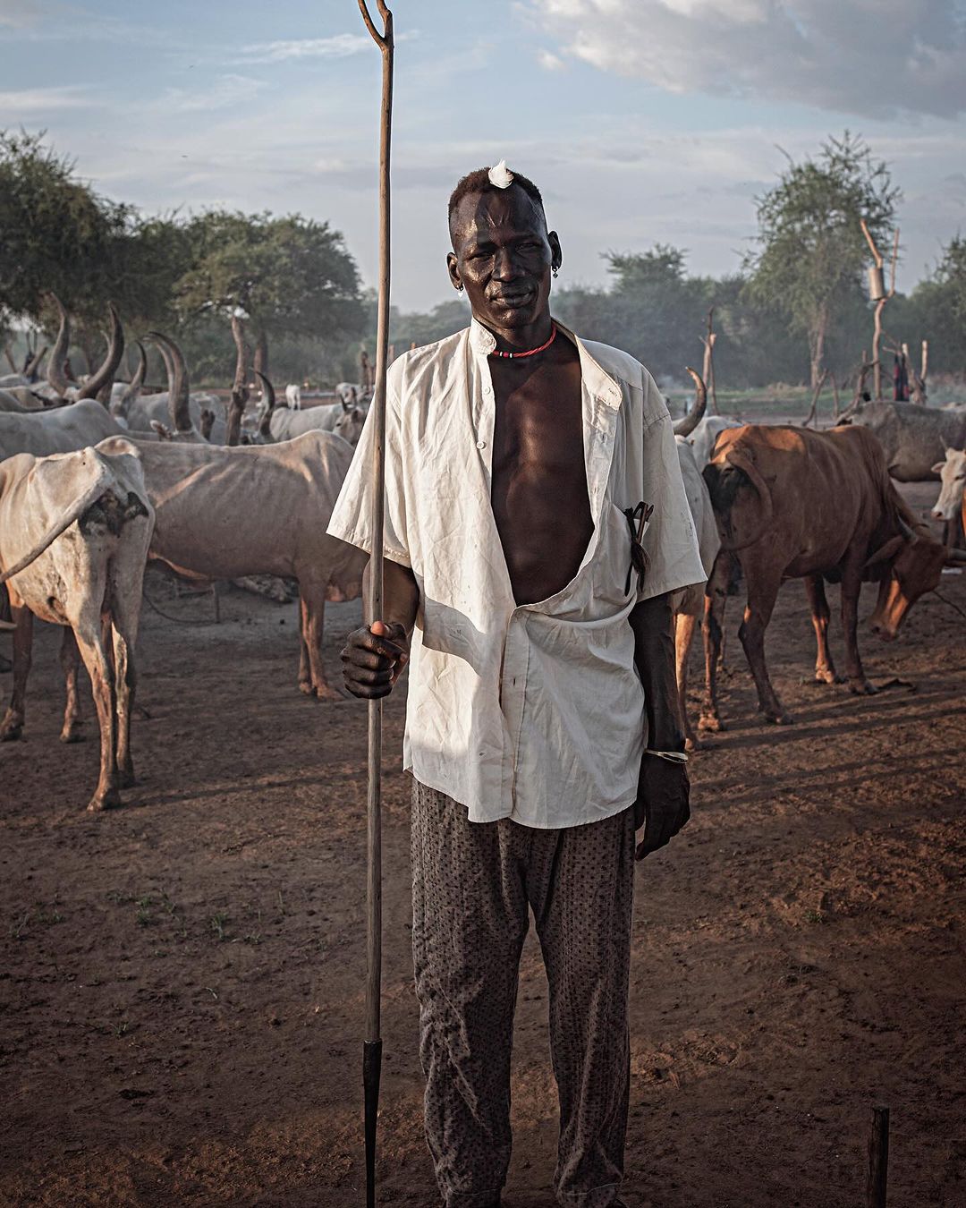 Portrait of African adult male holding a spear, wearing an unbuttoned white shirt and printed pants, standing in a rural setting surrounded by cattle.