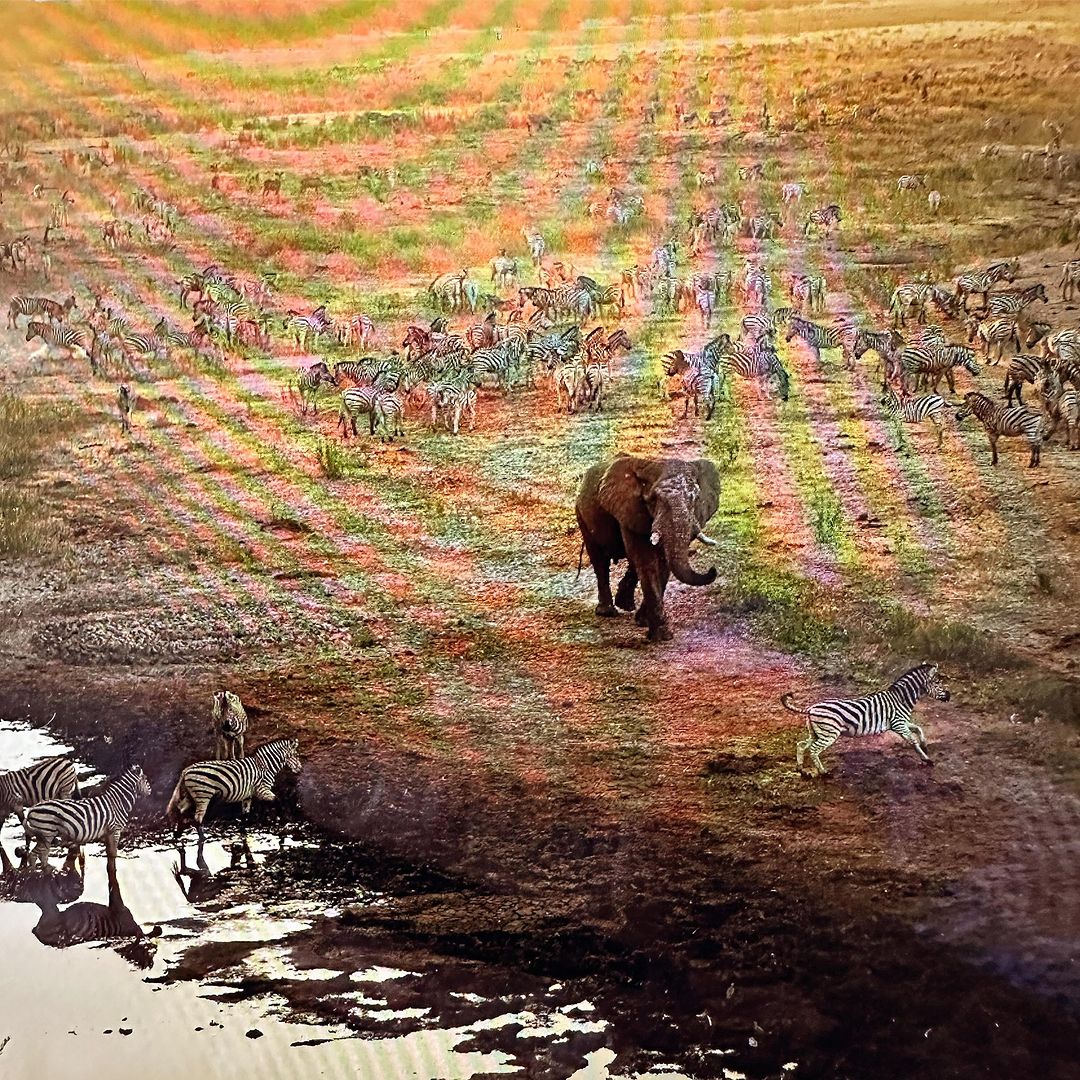 Aerial view of an elephant walking in a field surrounded by zebras near a watering hole in a sunny outdoor nature setting.