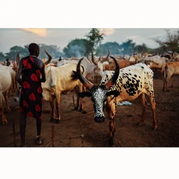 Man wearing a red and black patterned garment stands among large-horned cattle in a dusty rural landscape.