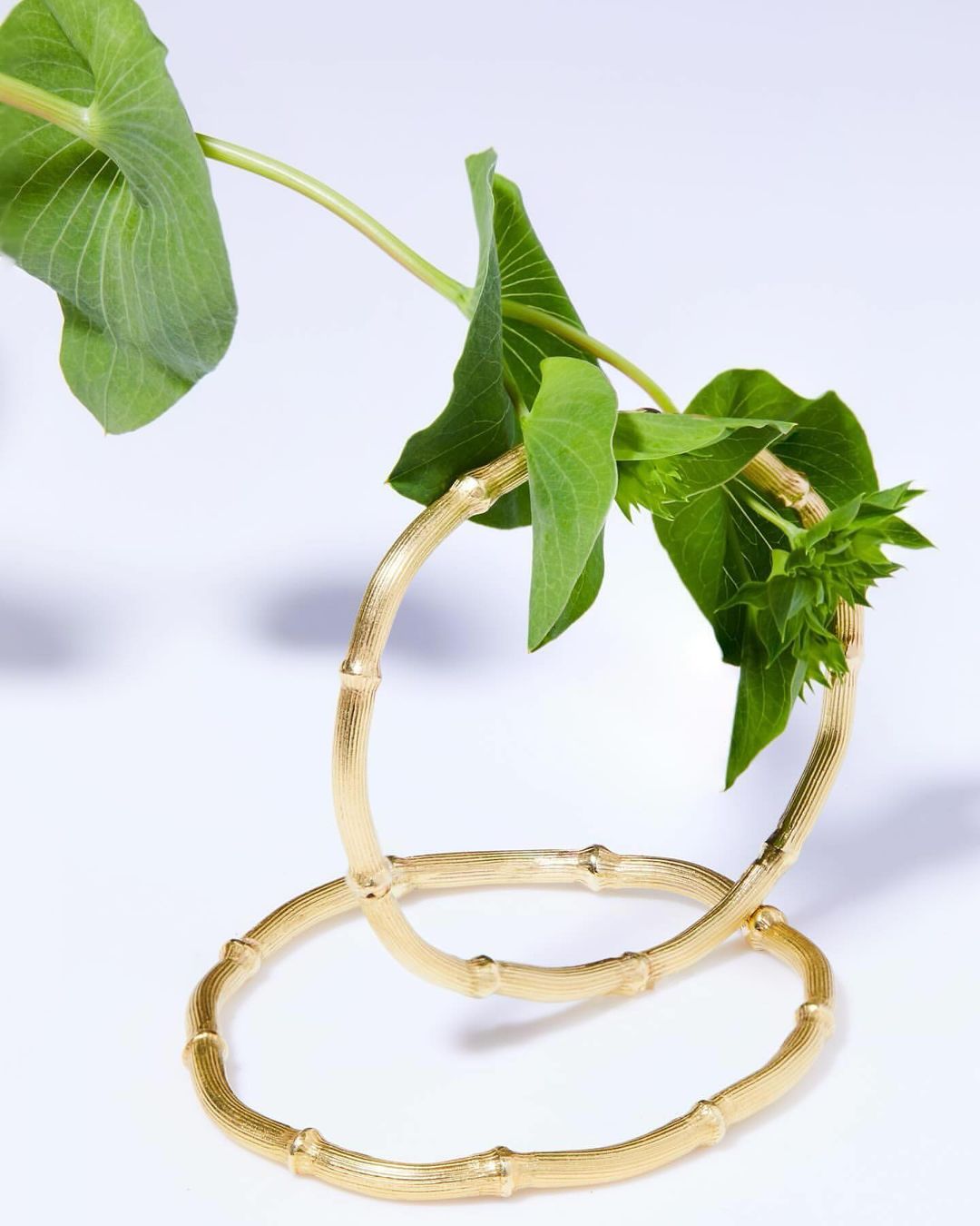 Two gold bangle bracelets are intertwined with a green leafy plant on a white background, creating a studio shot for fashion.