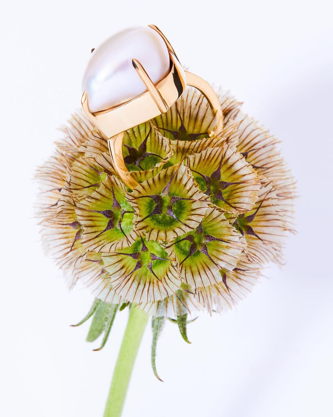 Elegant gold ring featuring a large, luminous pearl, presented atop a thistle flower against a clean, bright white background.