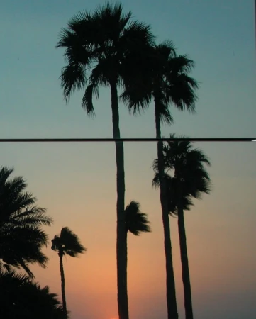 Silhouette of palm trees against a sunset sky with orange and blue hues, creating a serene tropical landscape at dusk.
