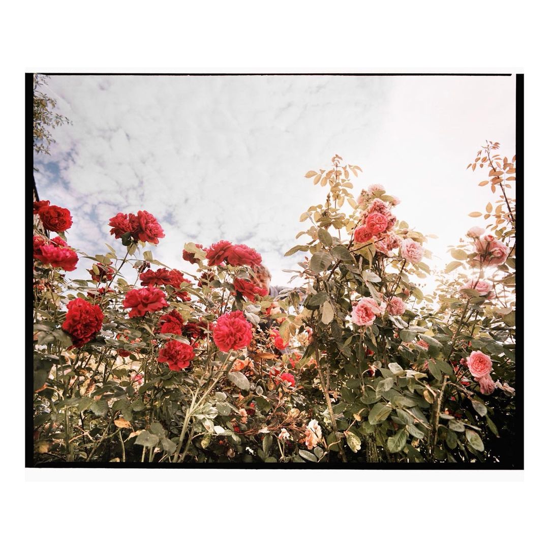 Abundant display of red and pink roses under a cloudy sky, showcasing a vibrant and natural floral arrangement in an outdoor setting.
