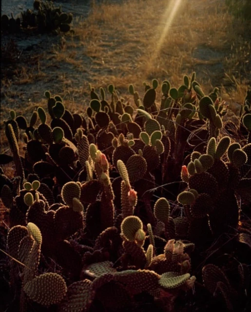 Cactus garden at sunset features a variety of cacti with flat, rounded stems and pink flowers under the golden light of the setting sun.