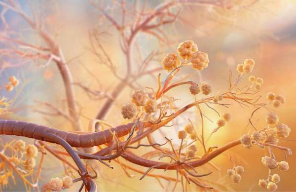Detailed computer rendering of neural networks showcasing dendrites with ball-shaped endings and branch-like structures in warm lighting.