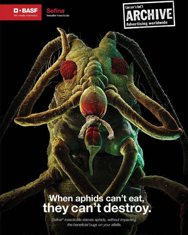 Close-up insect, featuring detailed textures and patterns. Dominant colors include shades of green, red, and brown against a black background.
