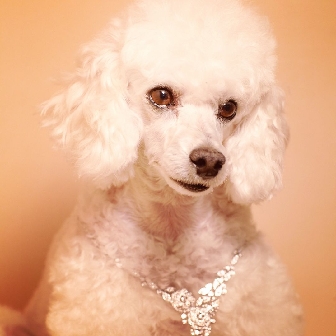 Close-up portrait of a white poodle dog wearing a sparkling rhinestone necklace against a light orange studio backdrop.