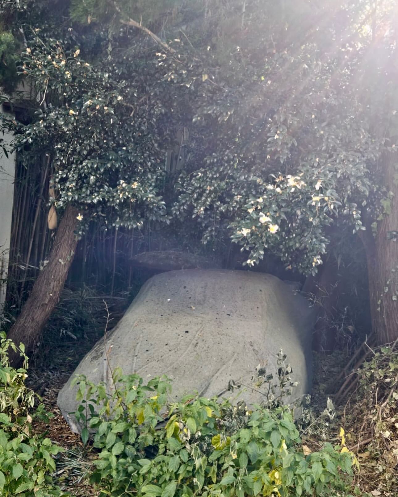 Large gray rock surrounded by green trees and foliage in an outdoor setting, showcasing natural textures and an overcast day.