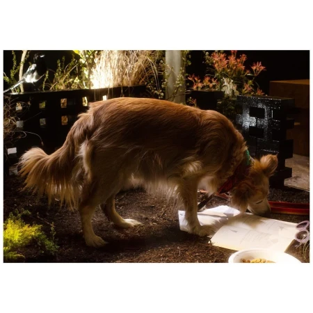 Golden Retriever dog in a yard, nose down examining papers, surrounded by plants and soil at dusk, providing a candid, authentic capture.