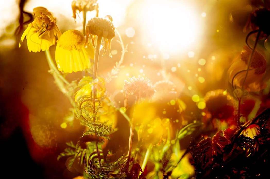 Warm-toned, sun-drenched image features yellow flowers with a shallow depth of field, bokeh, and blurred background, creating a dreamy floral scene.