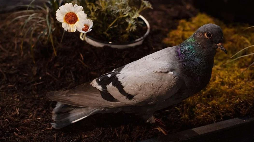 A pigeon stands in a nest-like setting with brown dirt and green moss, alongside white daisy-like flowers in a muted, dimly lit environment.