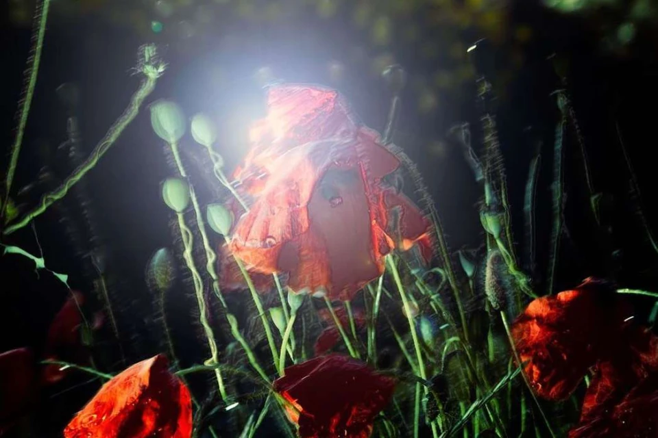 Vivid image of a red poppy flower with a bright light source, surrounded by lush green stems and buds in a natural outdoor setting.