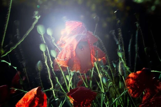 Vivid image of a red poppy flower with a bright light source, surrounded by lush green stems and buds in a natural outdoor setting.
