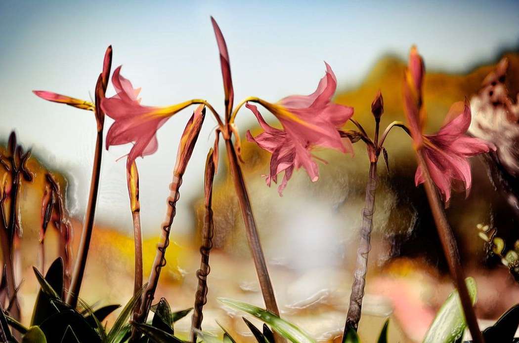 Close-up photo of several pink amaryllis flowers with green leaves and brown stems against a blurred orange and blue background.