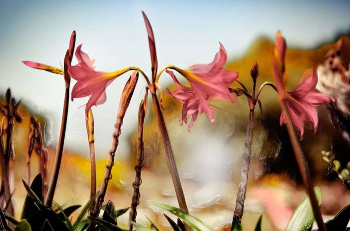 Close-up photo of several pink amaryllis flowers with green leaves and brown stems against a blurred orange and blue background.