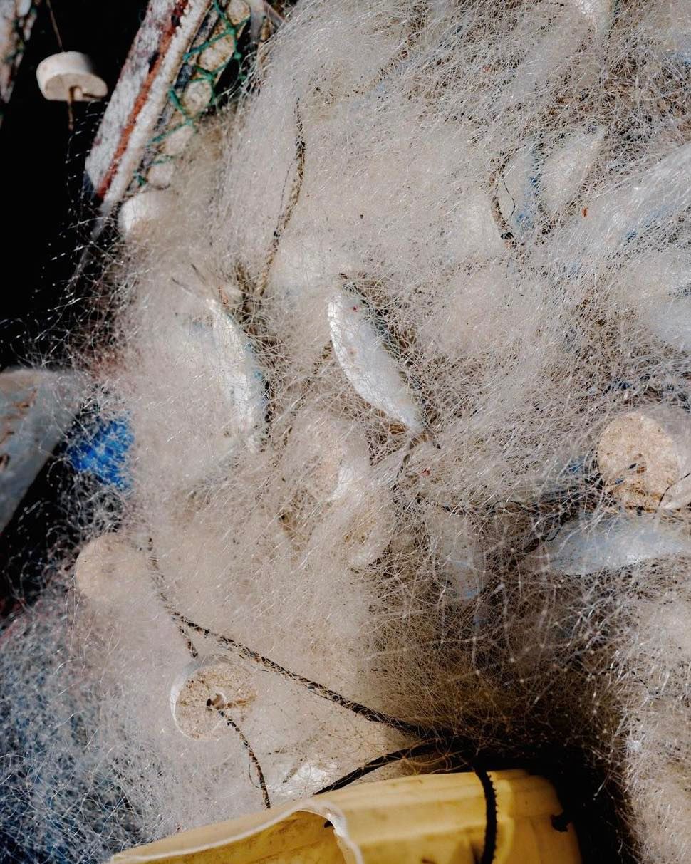 Close-up of a fishing net with several silver fish caught inside the netting. The net is white and tangled, with some floats.