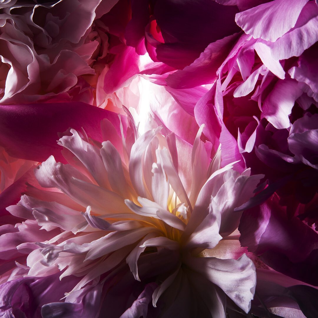 Close-up of blooming pink and white peony flower petals, capturing soft texture, gradient colors, and illuminated floral details in studio lighting.